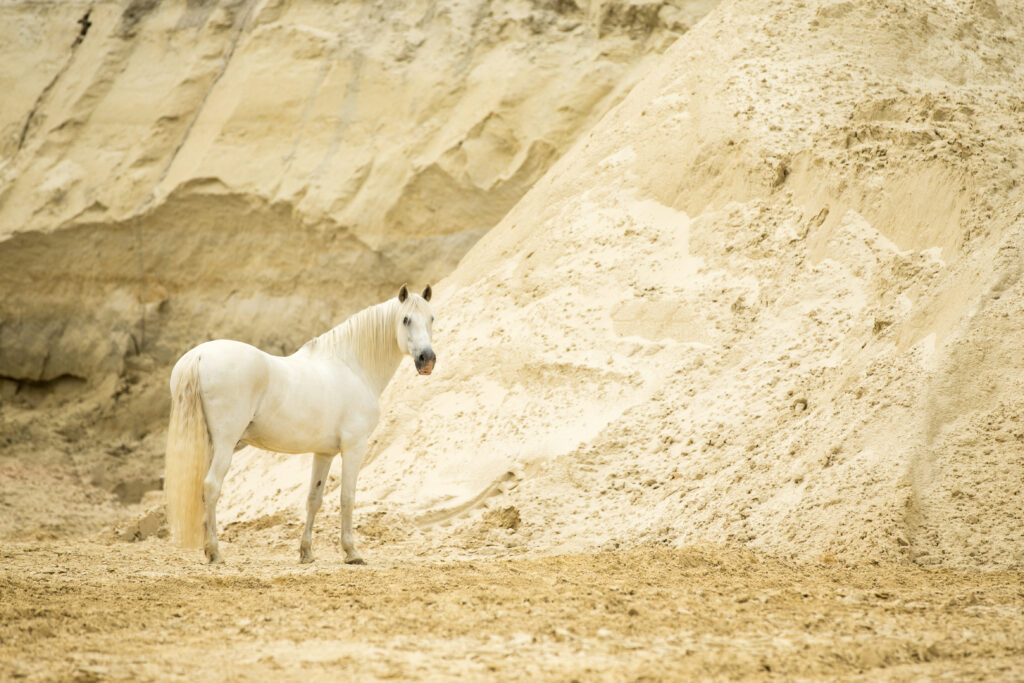 Sandgrube mit einem weissen Pferd