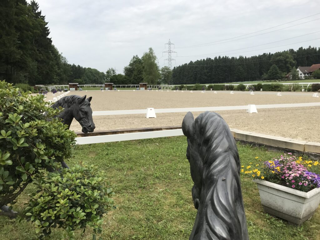 Pferdeauslauf mit zwei schwarzen Pferden