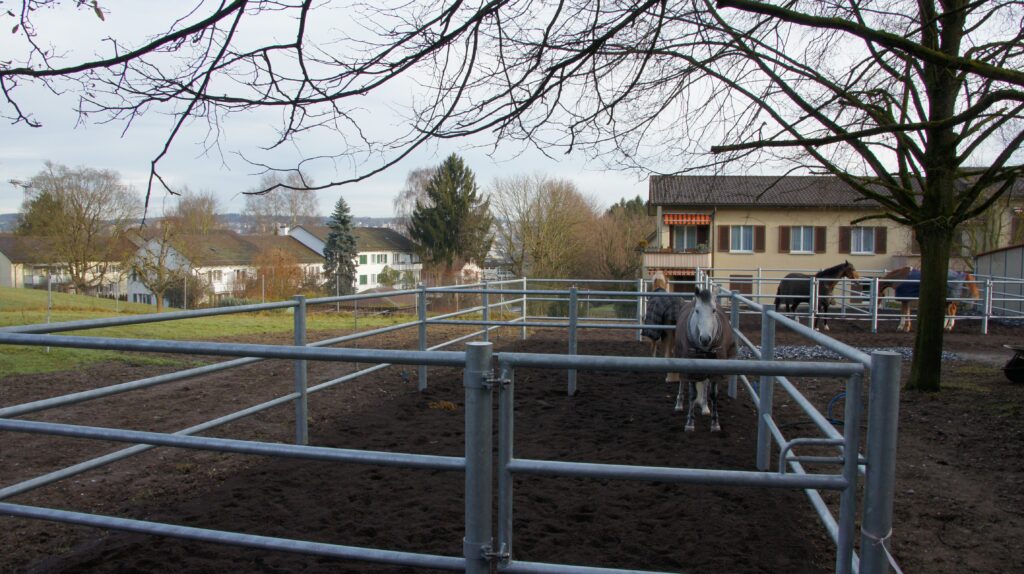 Pferdeauslauf Zürich